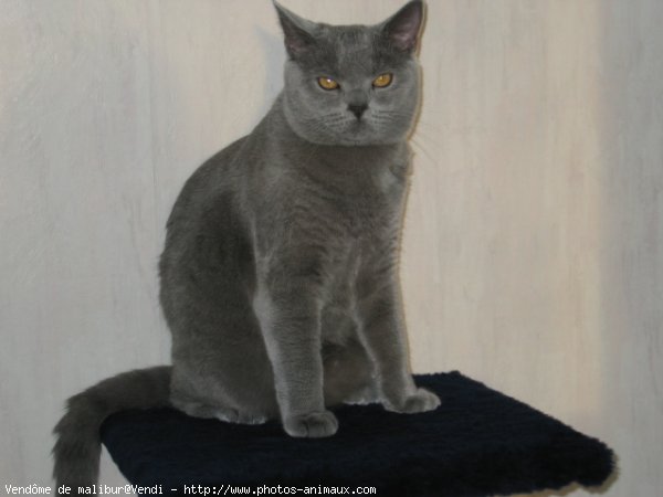 Photo de British shorthair