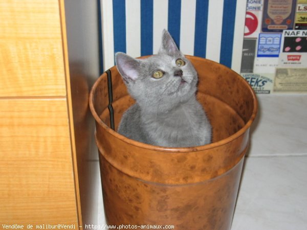 Photo de British shorthair