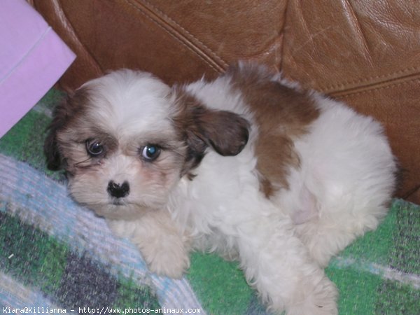 Photo de Shih tzu