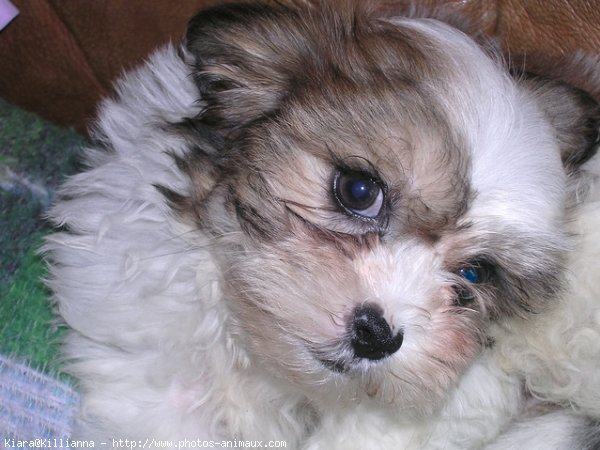 Photo de Shih tzu