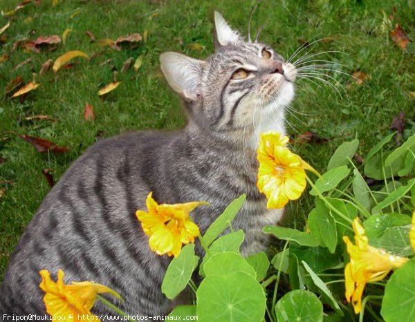 Photo de Chat domestique