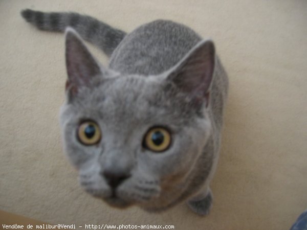 Photo de British shorthair