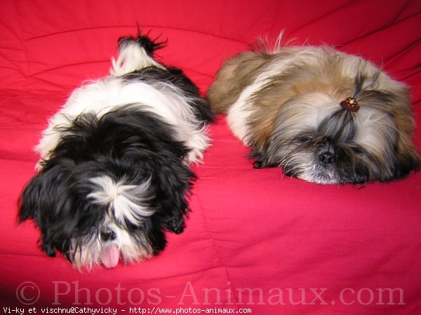 Photo de Shih tzu