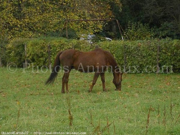 Photo d'Anglo-arabe