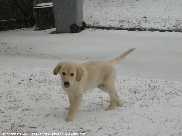 Photo de Golden retriever