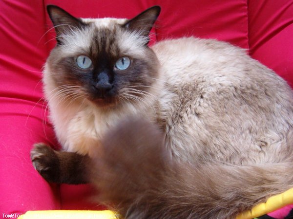 Photo de Sacr de birmanie