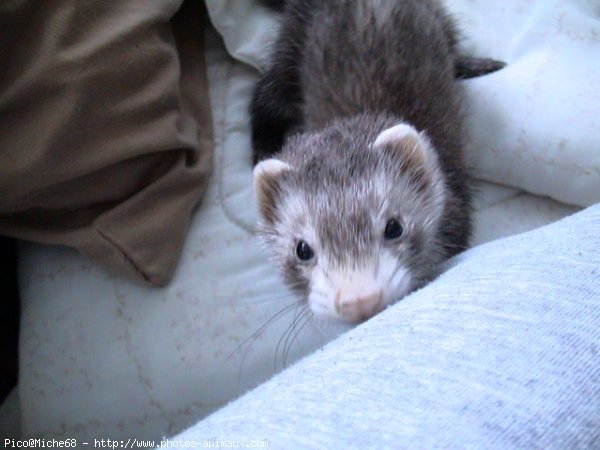 Photo de Furet