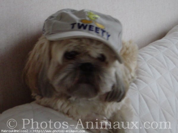 Photo de Lhassa apso