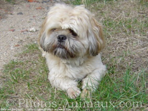 Photo de Lhassa apso