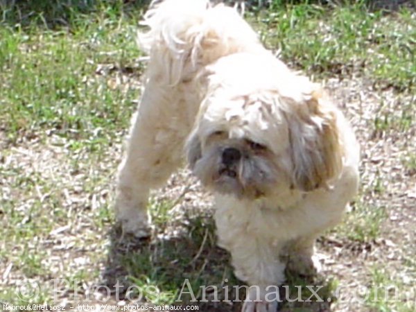 Photo de Lhassa apso