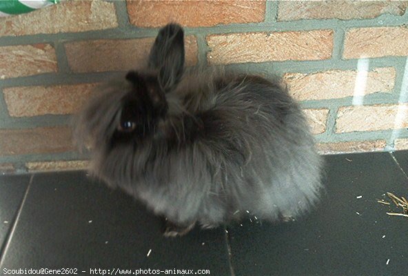 Photo de Lapin