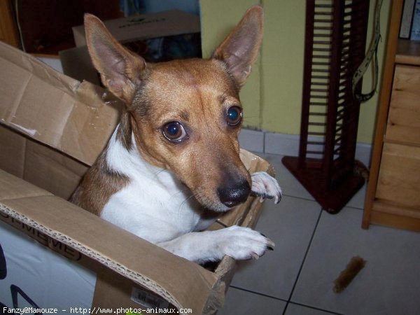 Photo de Jack russell terrier