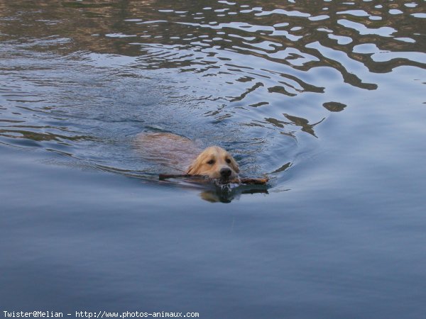 Photo de Golden retriever