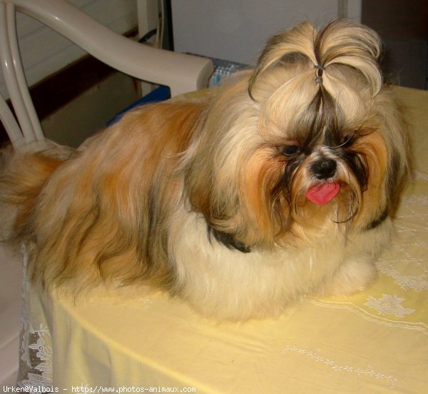 Photo de Shih tzu