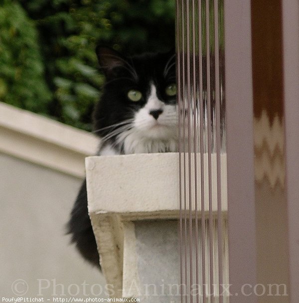 Photo de Chat domestique