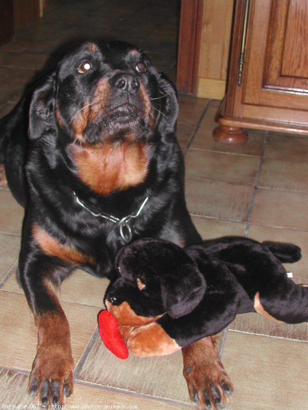 Photo de Rottweiler