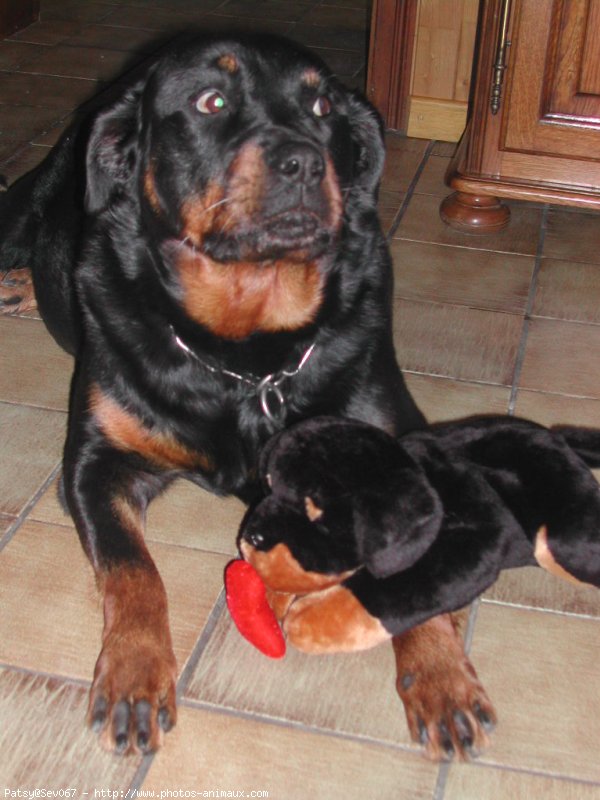 Photo de Rottweiler