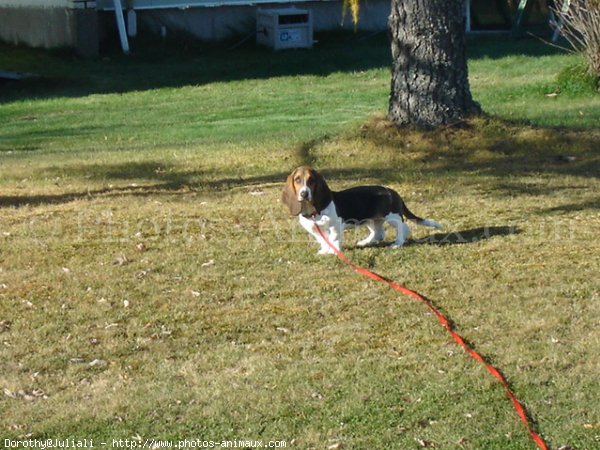 Photo de Basset hound