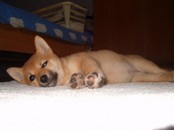 Photo de Shiba