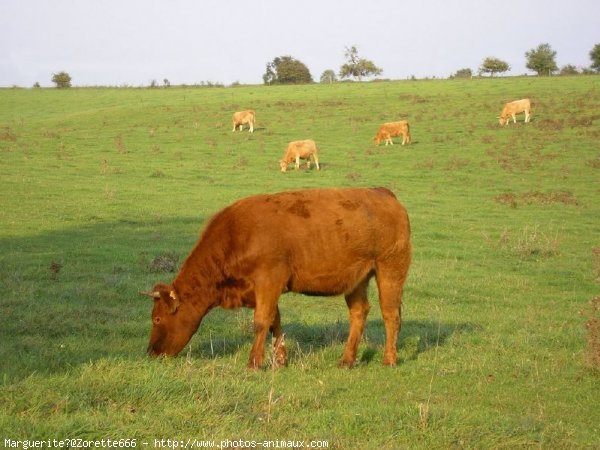 Photo de Vache