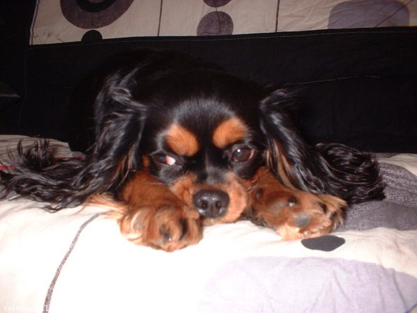 Photo de Cavalier king charles spaniel