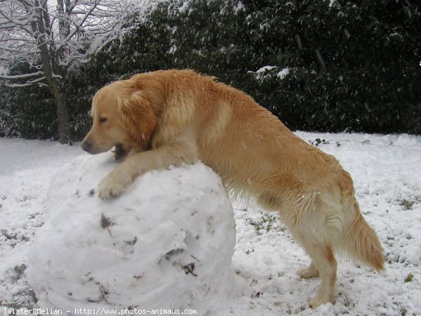 Photo de Golden retriever