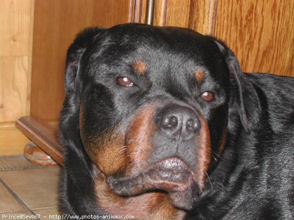 Photo de Rottweiler