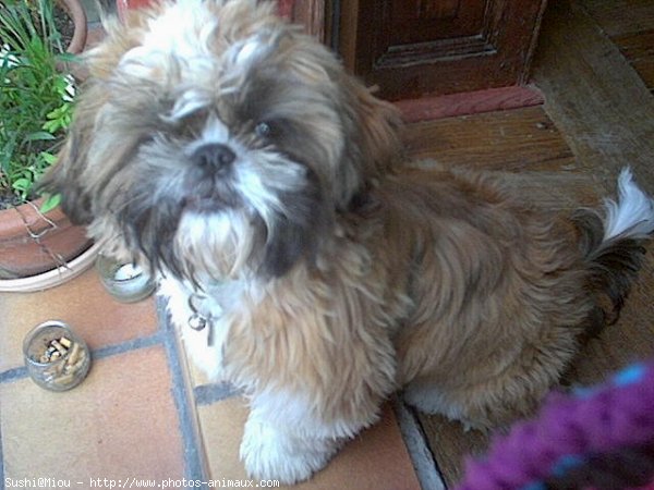 Photo de Shih tzu