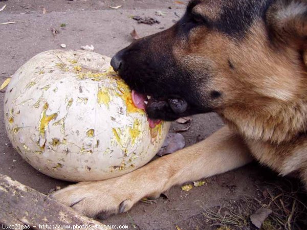 Photo de Berger allemand  poil court