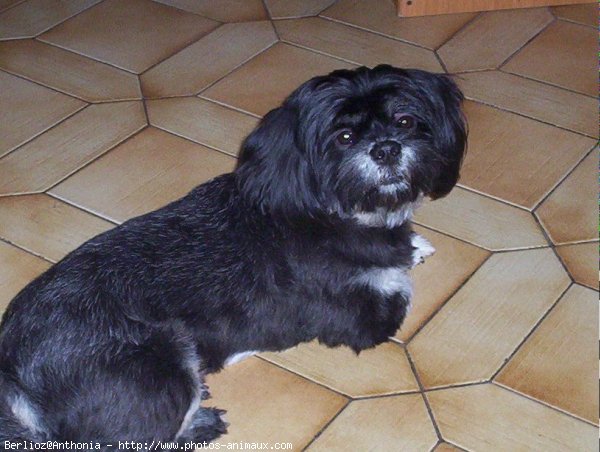 Photo de Lhassa apso