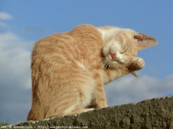 Photo de Chat domestique