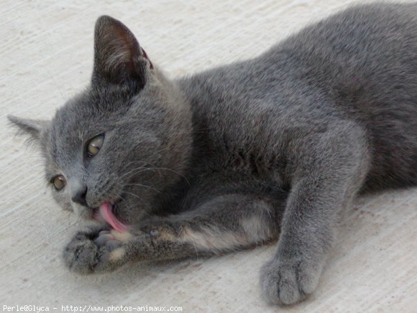 Photo de Chat domestique