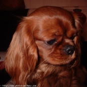 Photo de Cavalier king charles spaniel