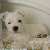 Photo de West highland white terrier