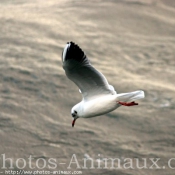 Photo de Mouette