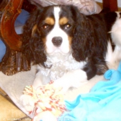 Photo de Cavalier king charles spaniel