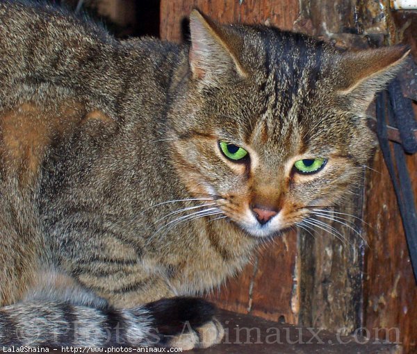 Photo de Chat domestique