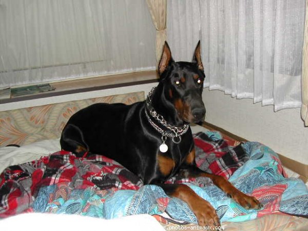 Photo de Dobermann