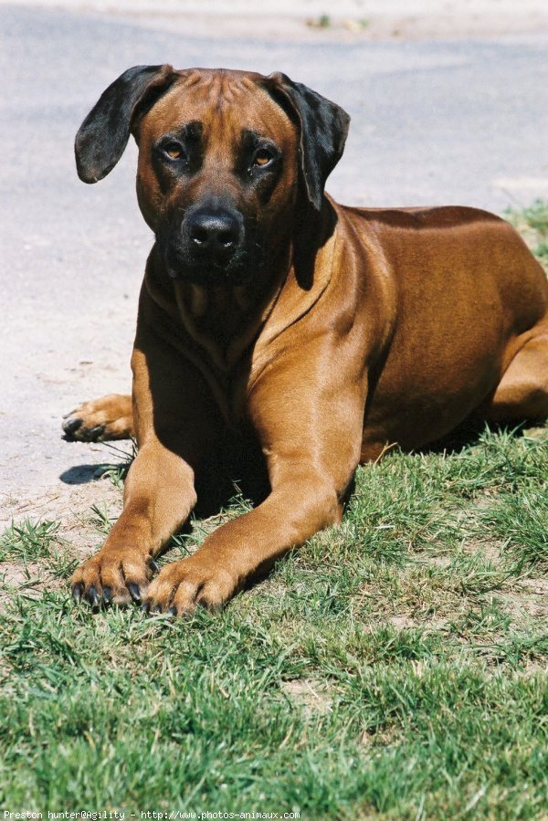 Photo de Rhodesian ridgeback