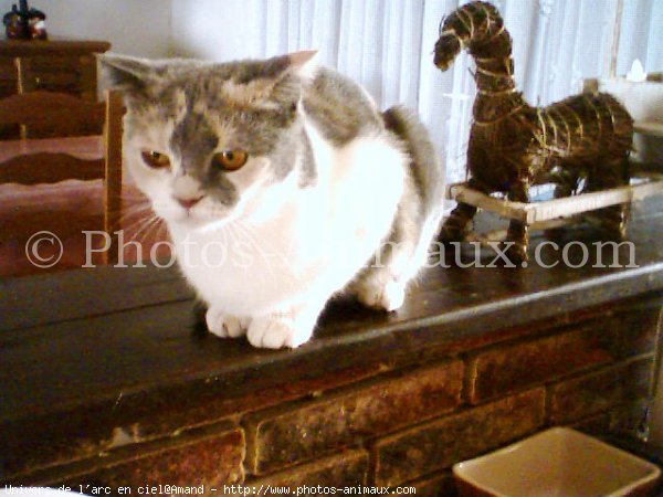 Photo de Scottish fold