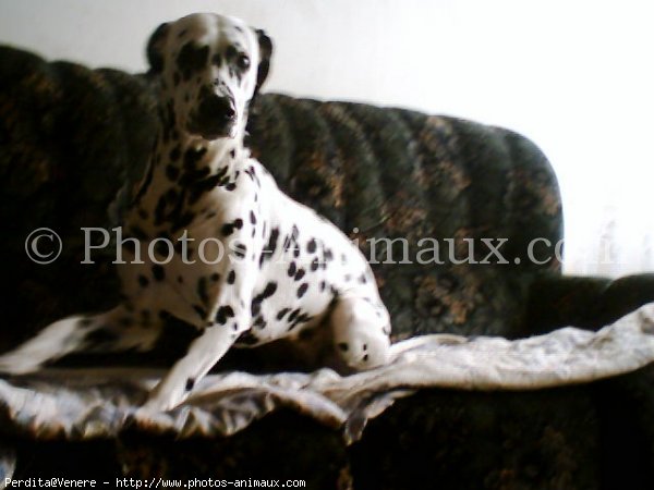 Photo de Dalmatien