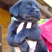 Photo de Labrador retriever