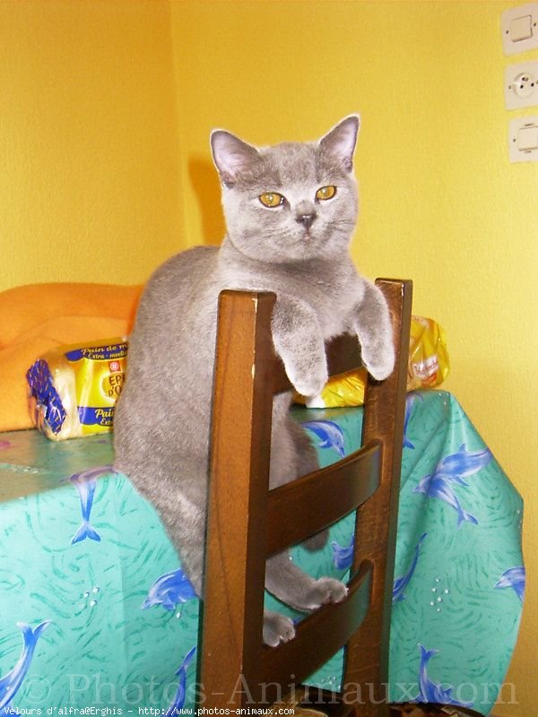 Photo de British shorthair