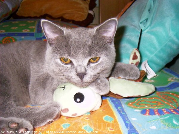 Photo de British shorthair