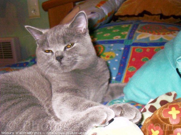 Photo de British shorthair