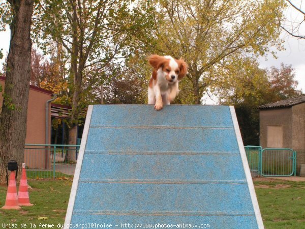 Photo de Cavalier king charles spaniel