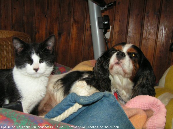 Photo de Cavalier king charles spaniel