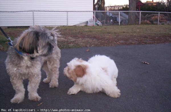 Photo de Lhassa apso