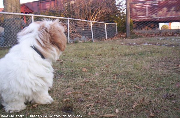 Photo de Lhassa apso