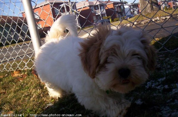 Photo de Lhassa apso